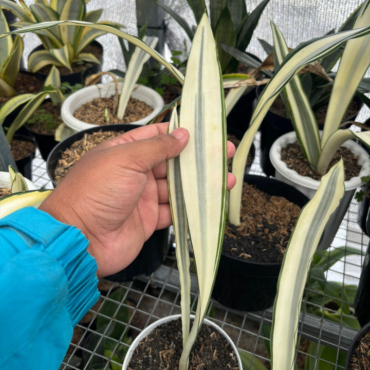 Sansevieria Beauty Queen