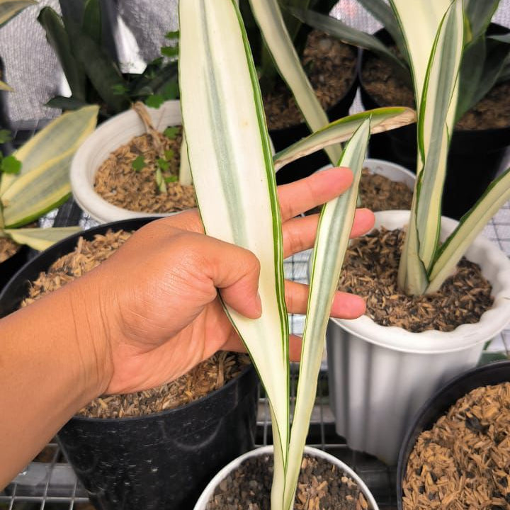 Sansevieria Beauty Queen
