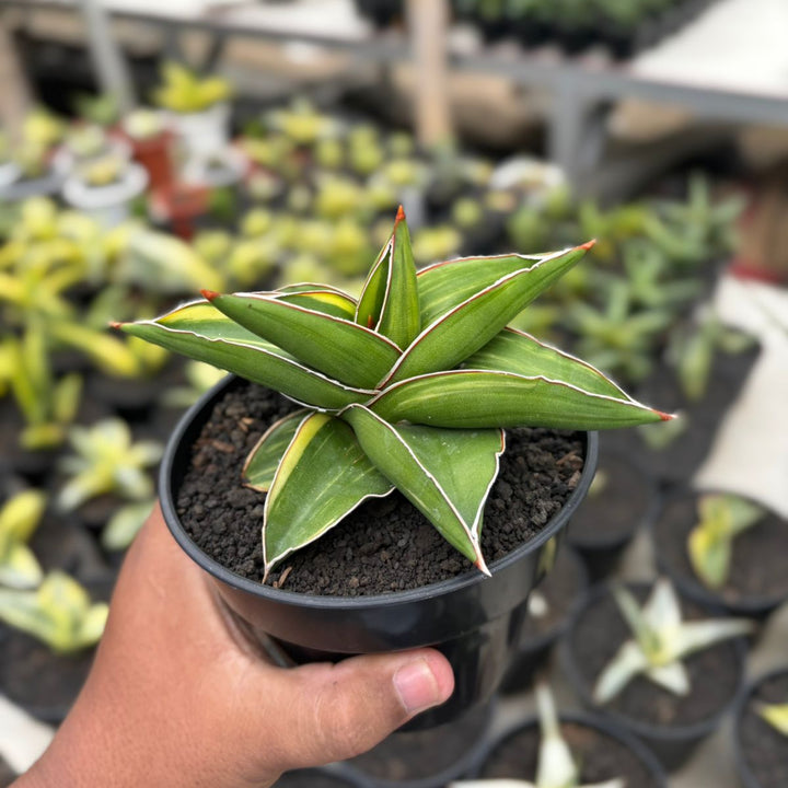SA02 Sansevieria Samurai Dwarf Variegated