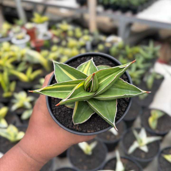SA02 Sansevieria Samurai Dwarf Variegated