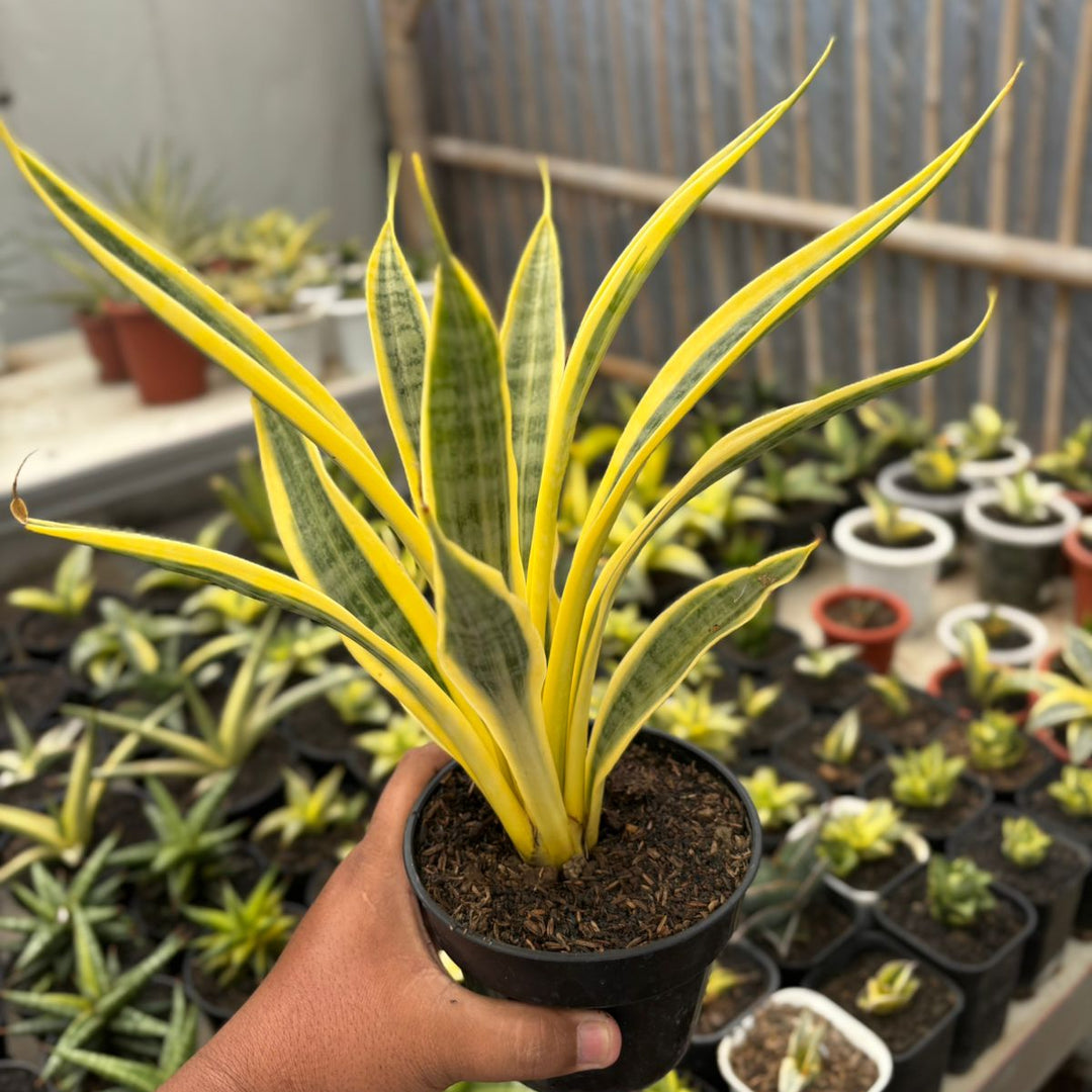 SA17 Sansevieria Gepeng
