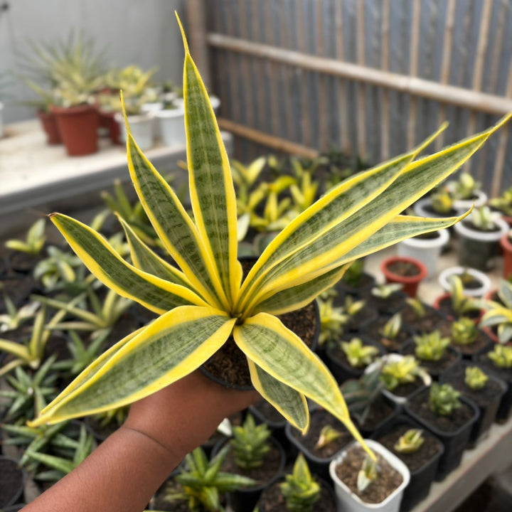 SA17 Sansevieria Gepeng