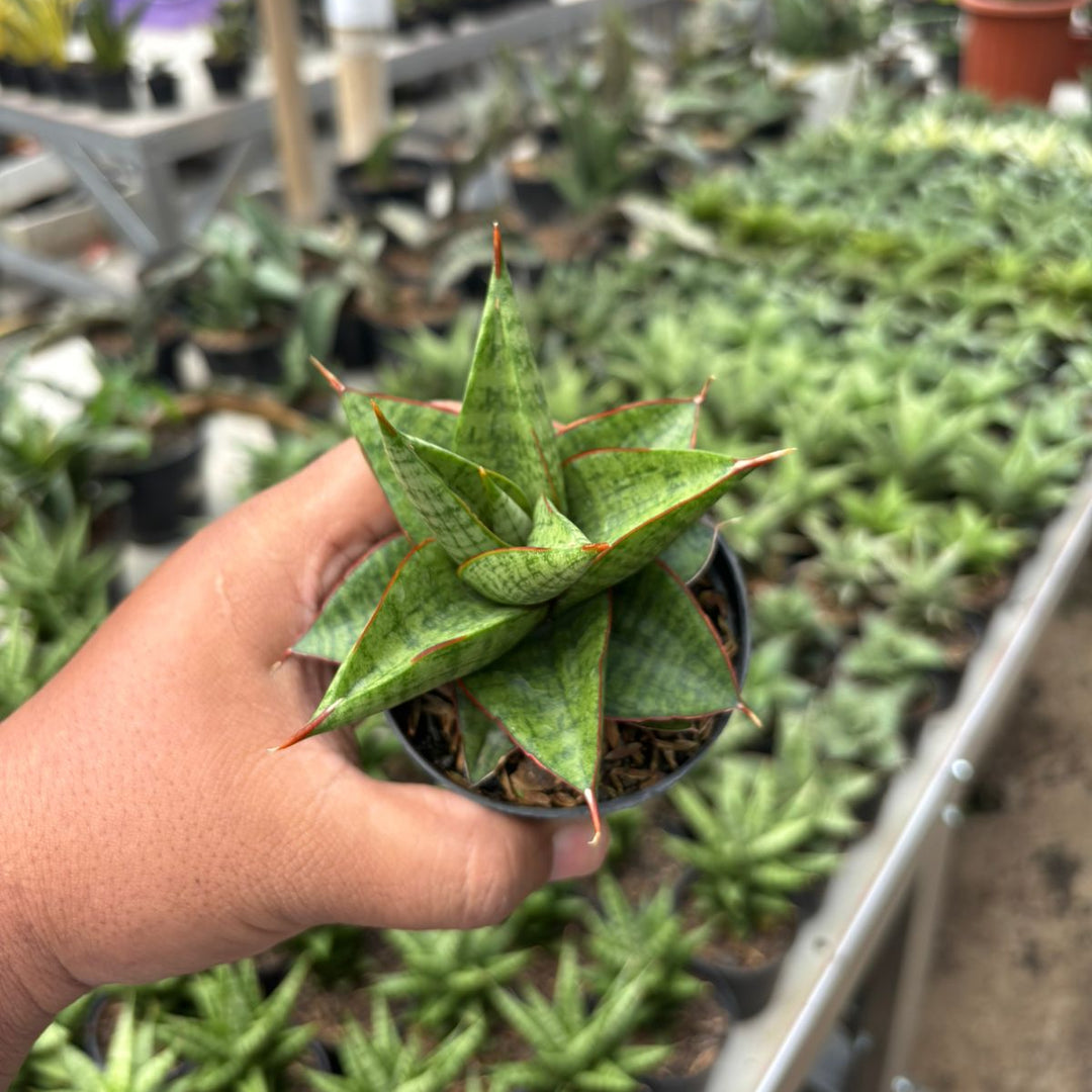 SA10 Sansevieria juleha
