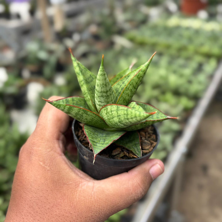 SA10 Sansevieria juleha