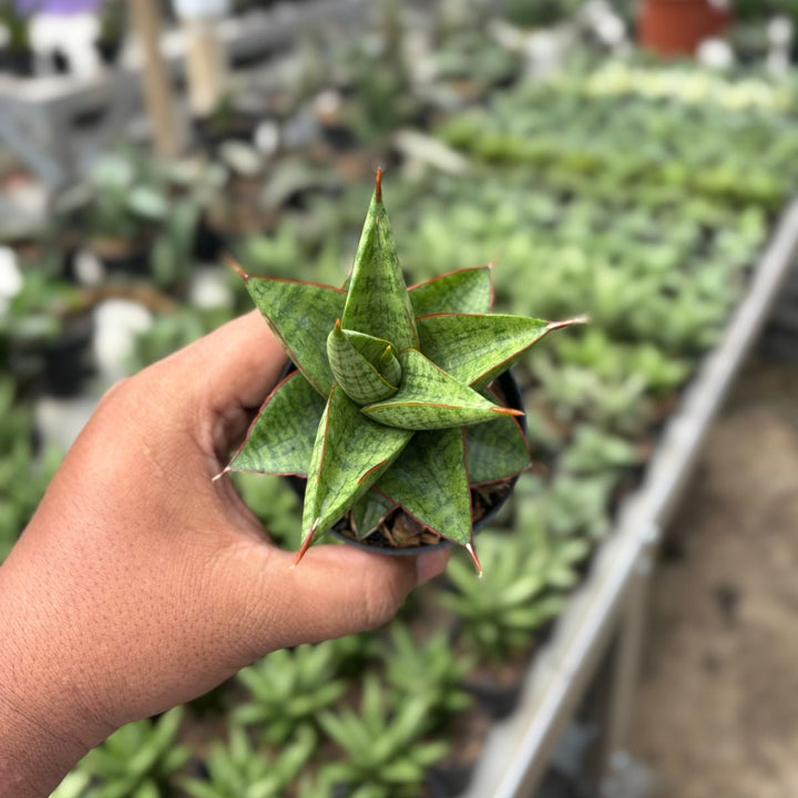 SA10 Sansevieria juleha