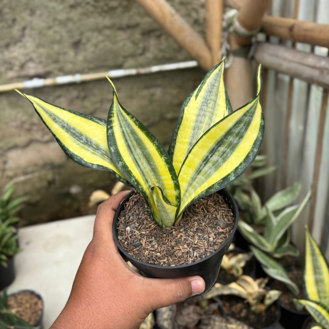 SA05 Sansevieria futura hendrika