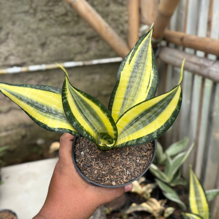 SA05 Sansevieria futura hendrika