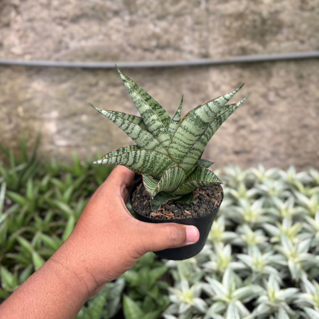 SA18 Sansevieria gendut