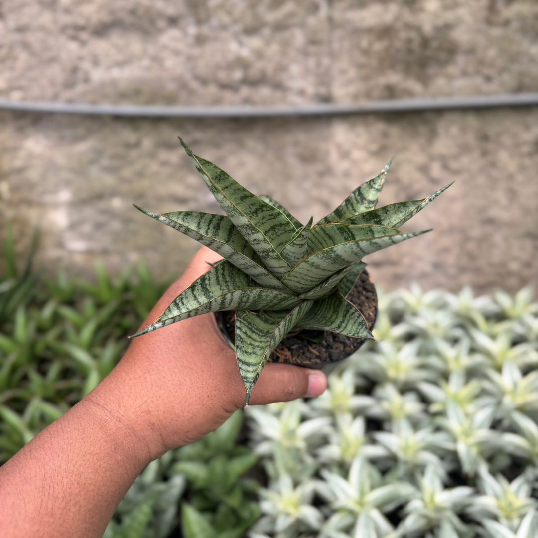 SA18 Sansevieria gendut