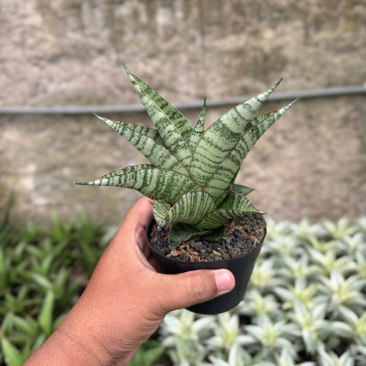 SA18 Sansevieria gendut