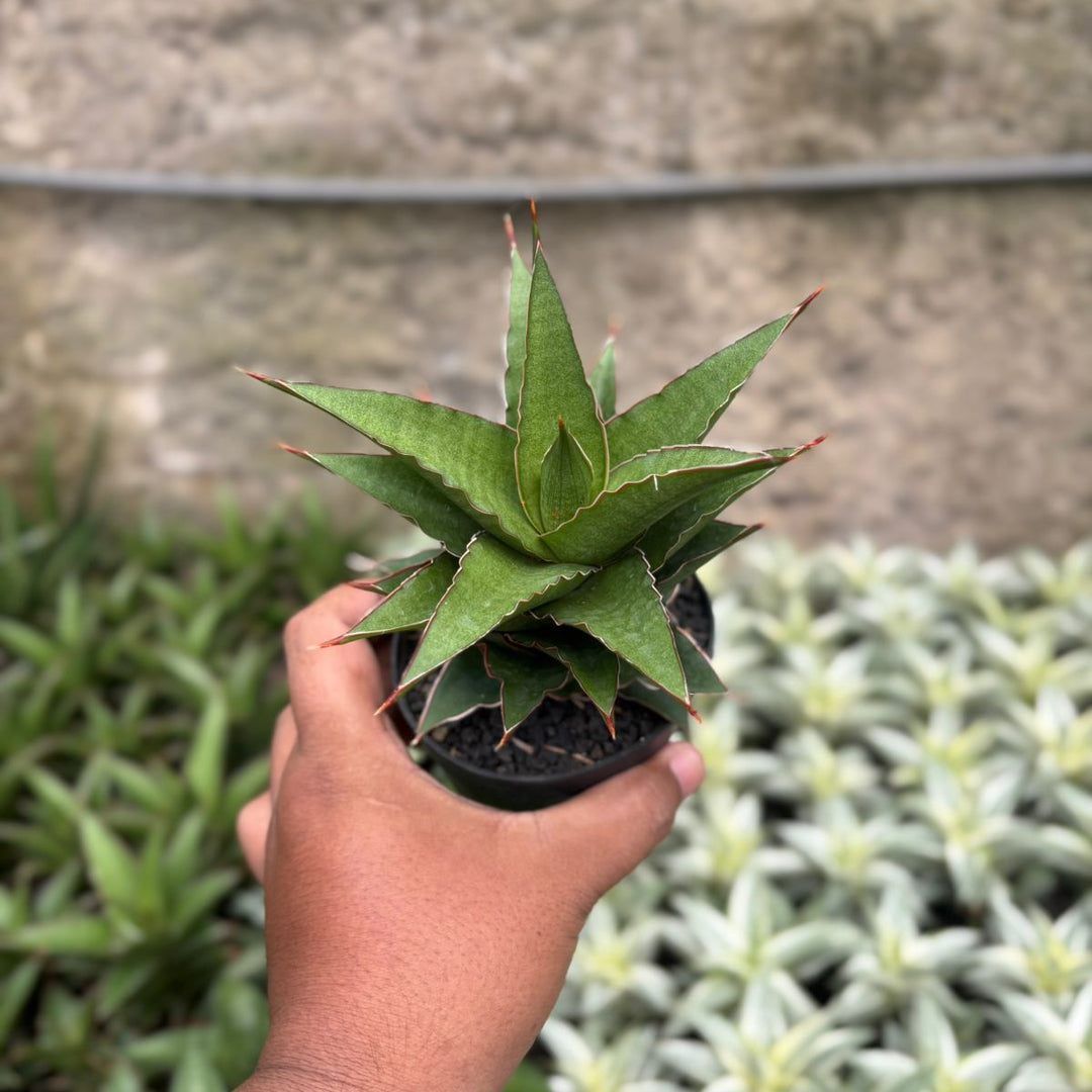 SA19 Sansevieria aya