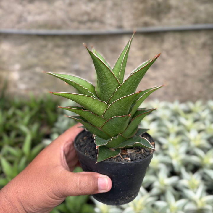 SA19 Sansevieria aya