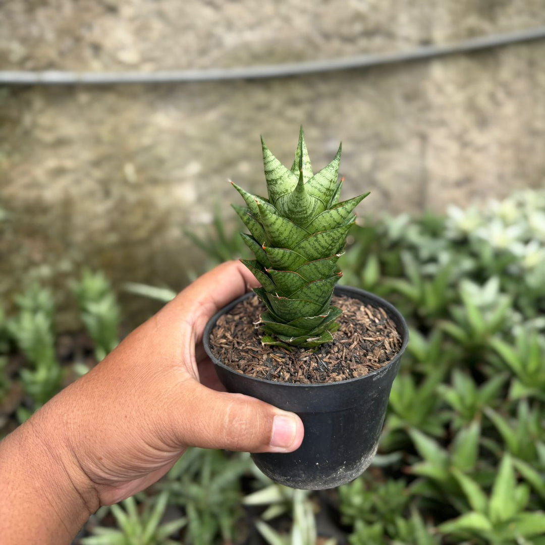 SA20 Sansevieria win win