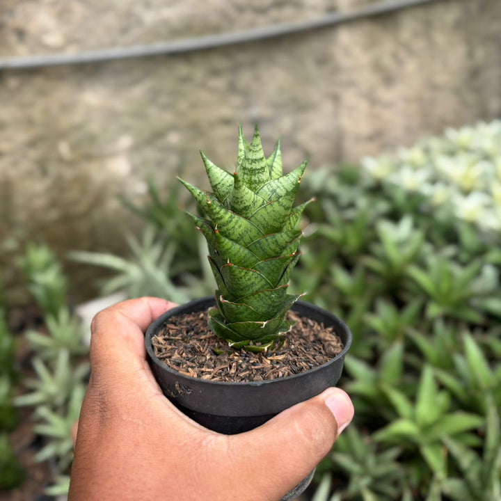 SA20 Sansevieria win win