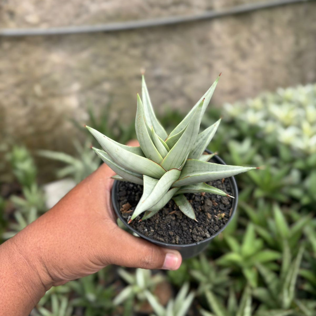 SA13 Sansevieria chanin thorut