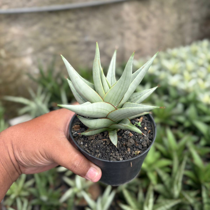 SA13 Sansevieria chanin thorut