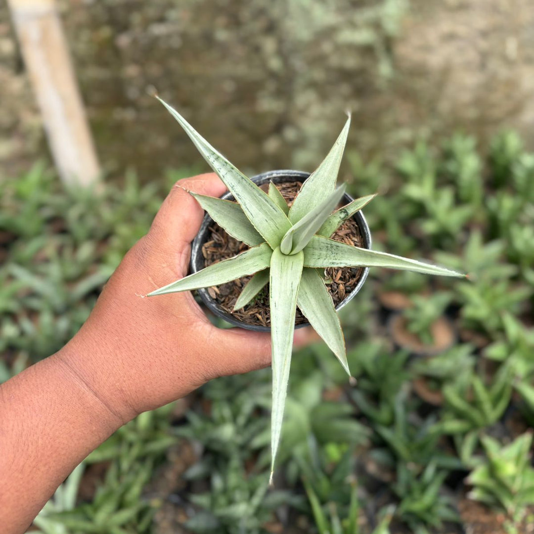 SA07 Sansevieria dancin dragon