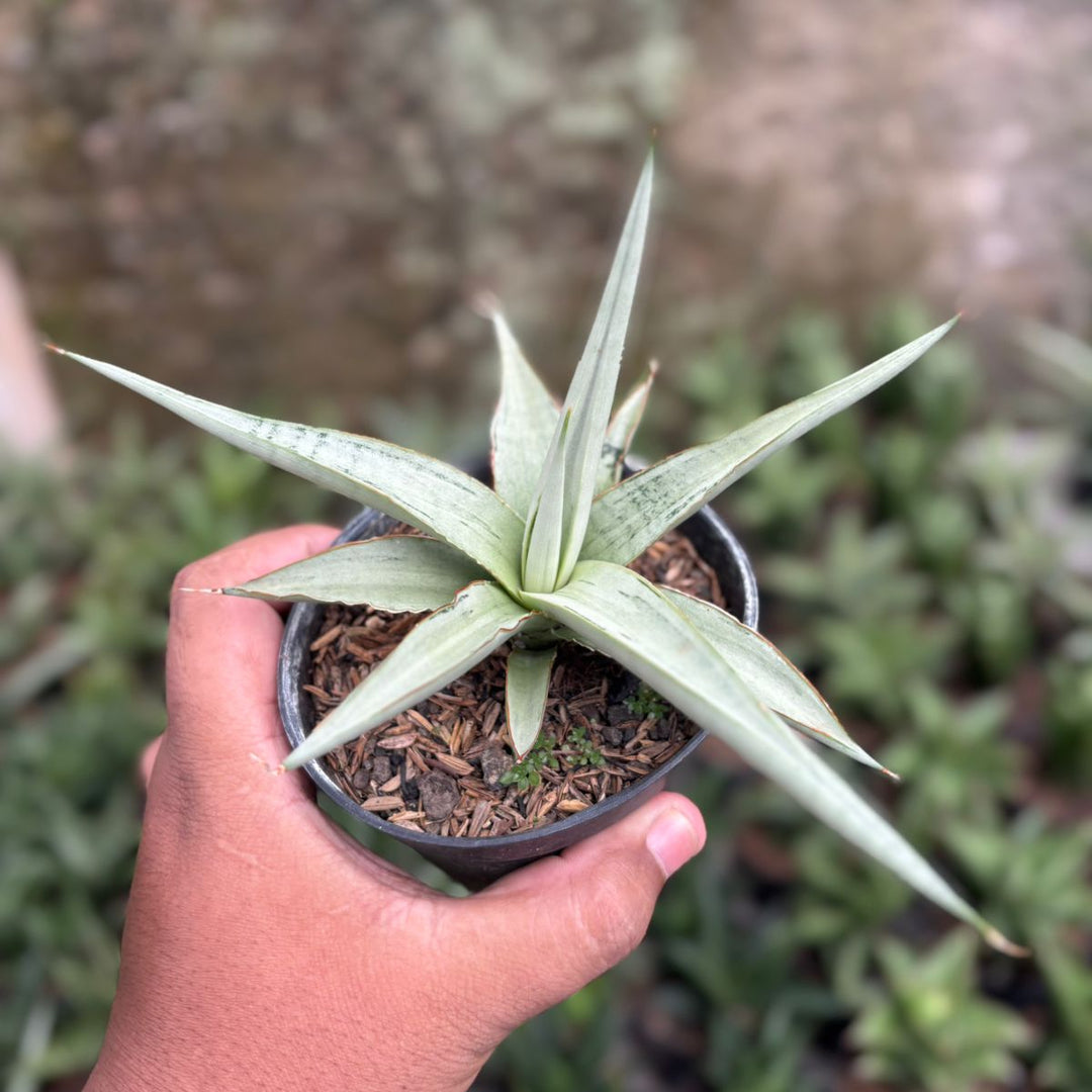 SA07 Sansevieria dancin dragon