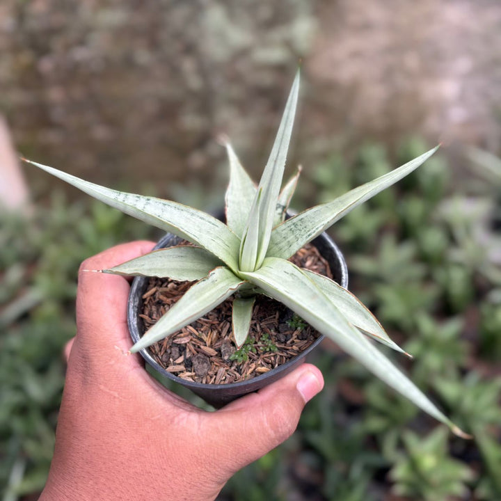 SA07 Sansevieria dancin dragon