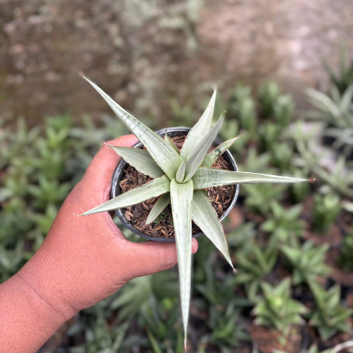 SA07 Sansevieria dancin dragon