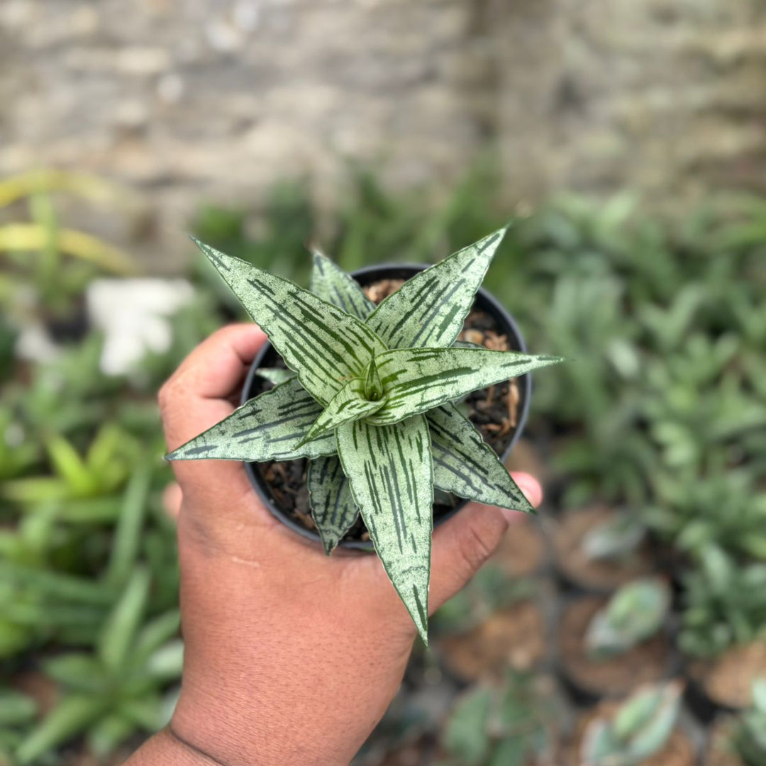 SA22 Sansevieria bianca