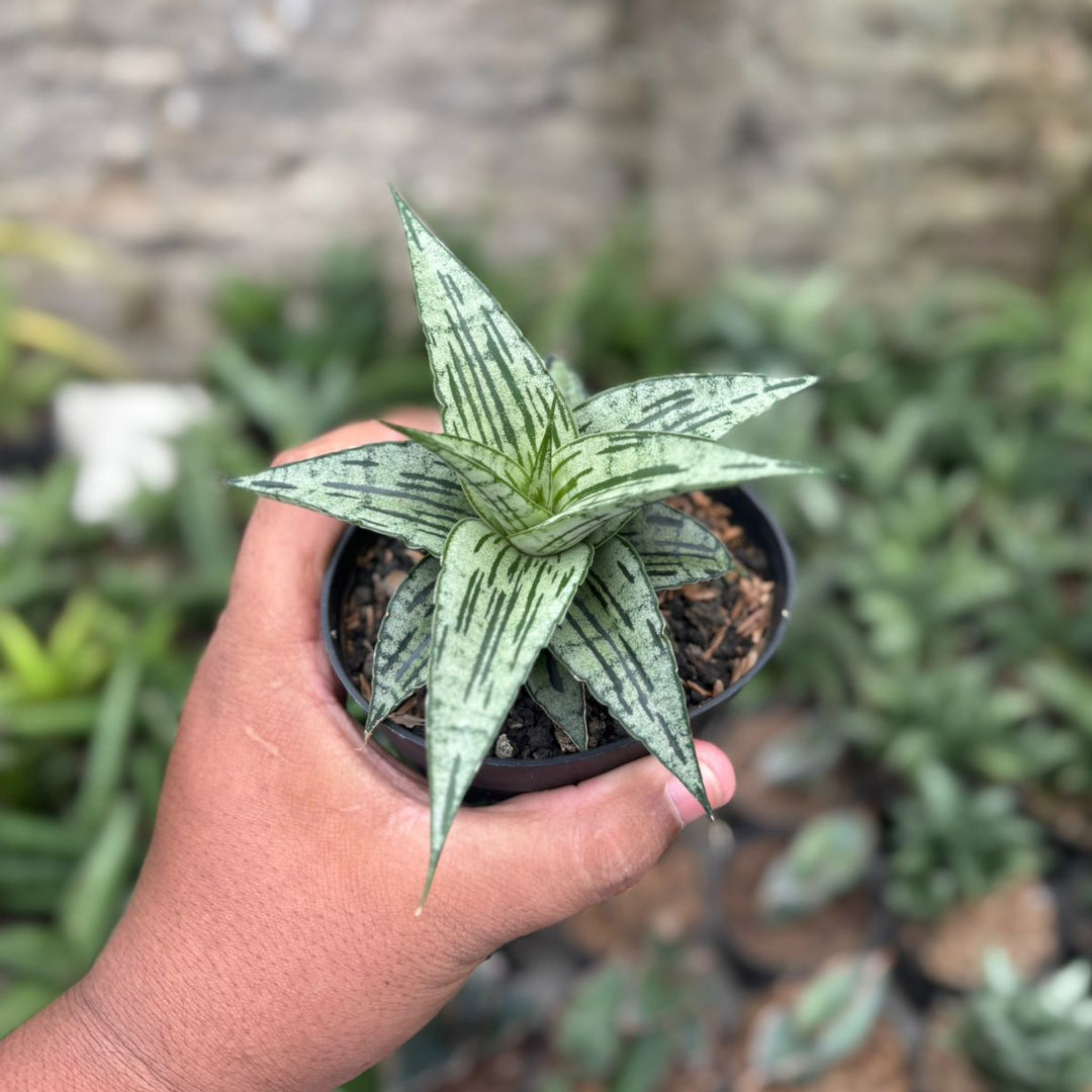 SA22 Sansevieria bianca