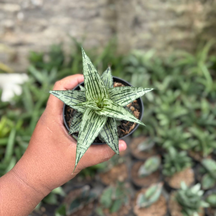 SA22 Sansevieria bianca