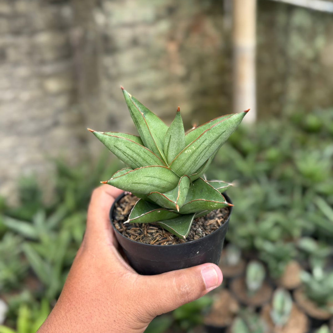 SA21 Sansevieria maryam