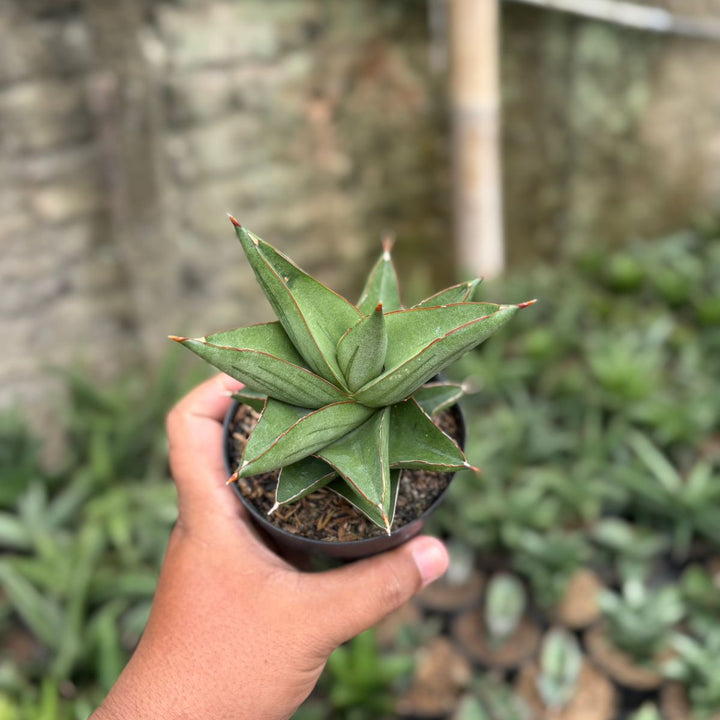 SA21 Sansevieria maryam