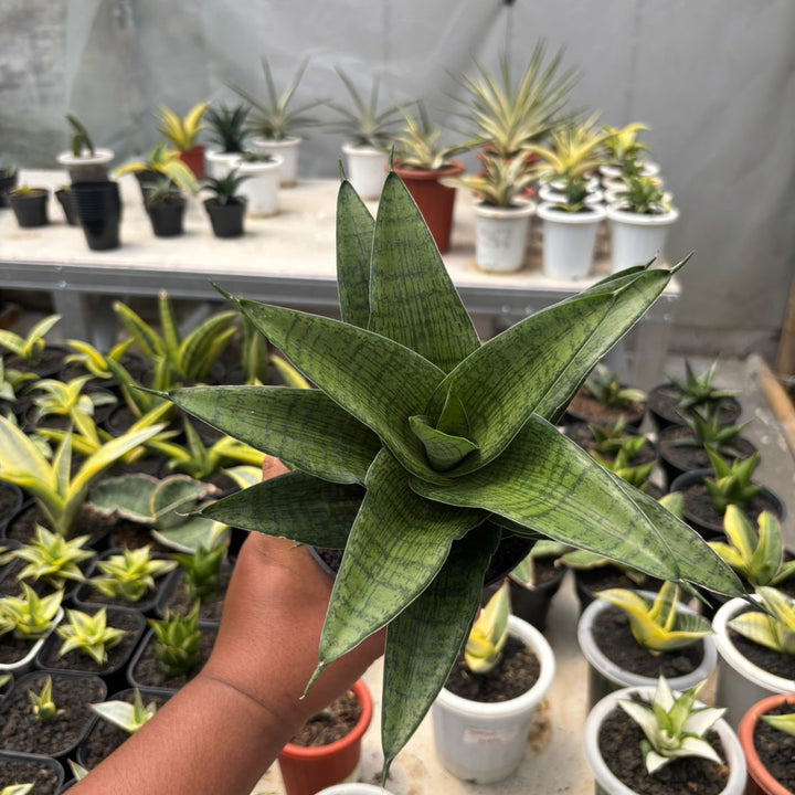 SA23 Sansevieria cassara big
