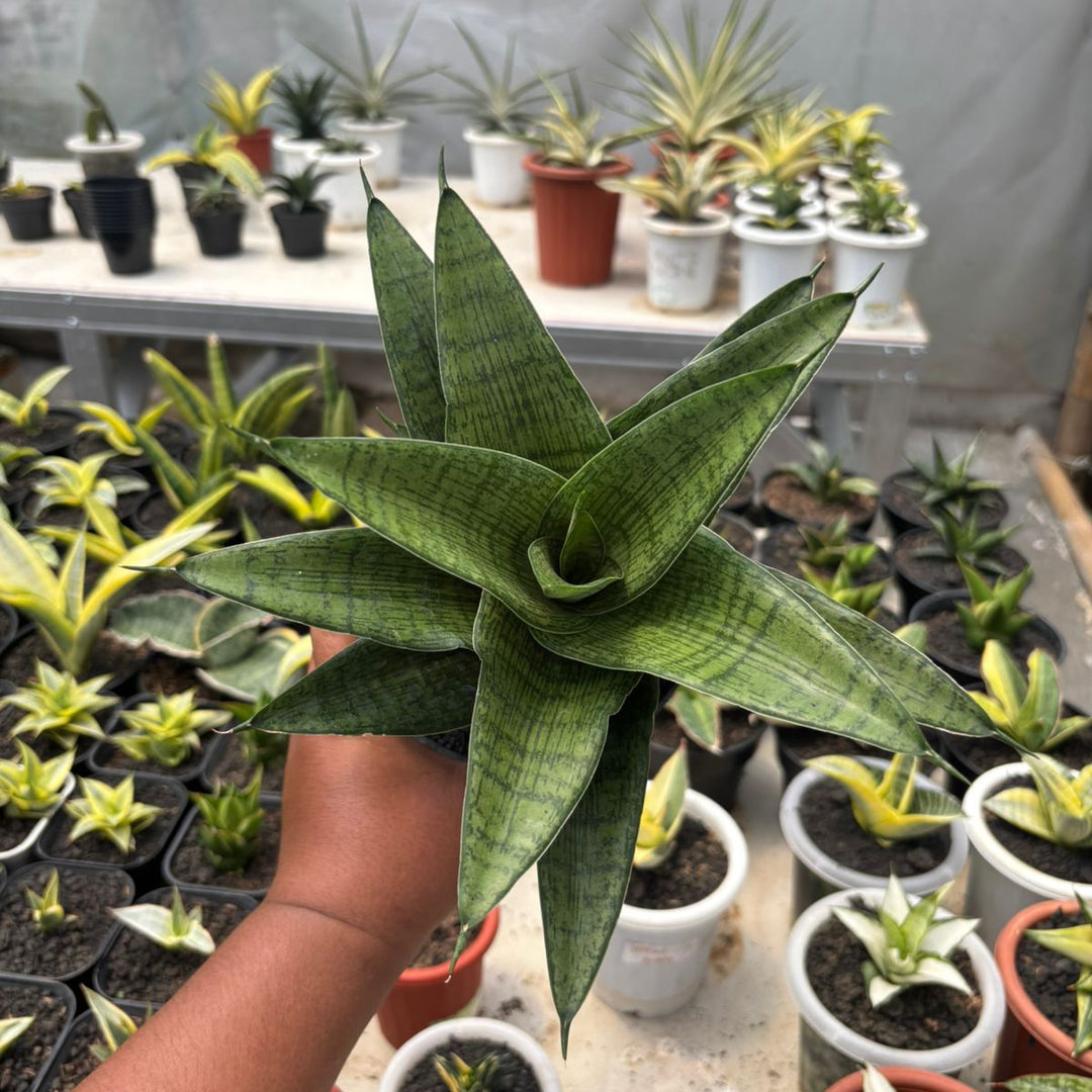 SA23 Sansevieria cassara big