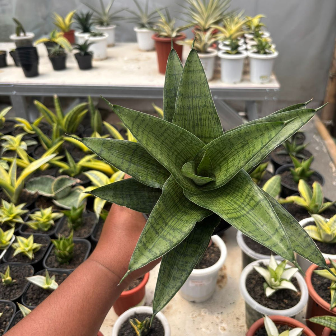 sansevieria big SA30 Sansevieria cassara big