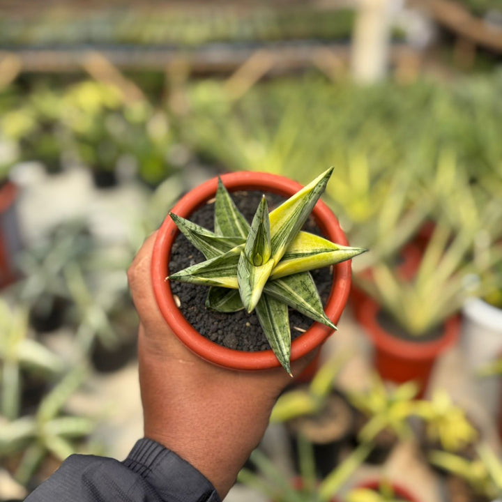 Sansevieria Manja variegated
