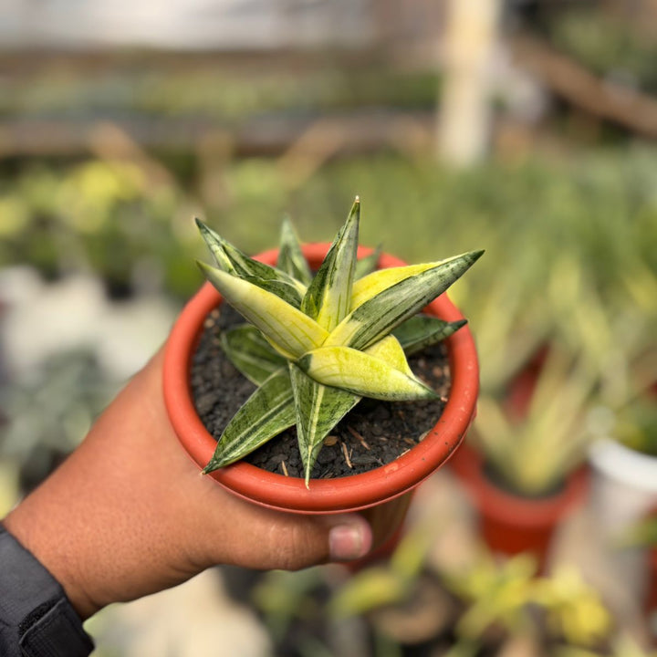 Sansevieria Manja variegated
