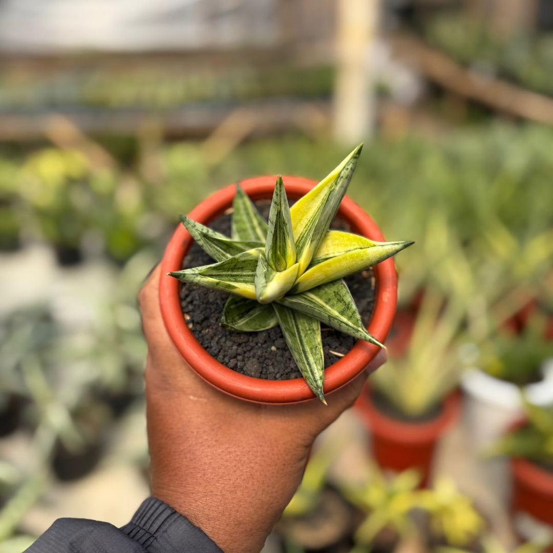 Sansevieria Manja variegated