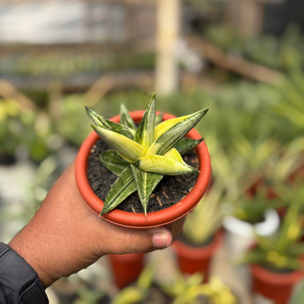 Sansevieria Manja variegated – Succulentasia