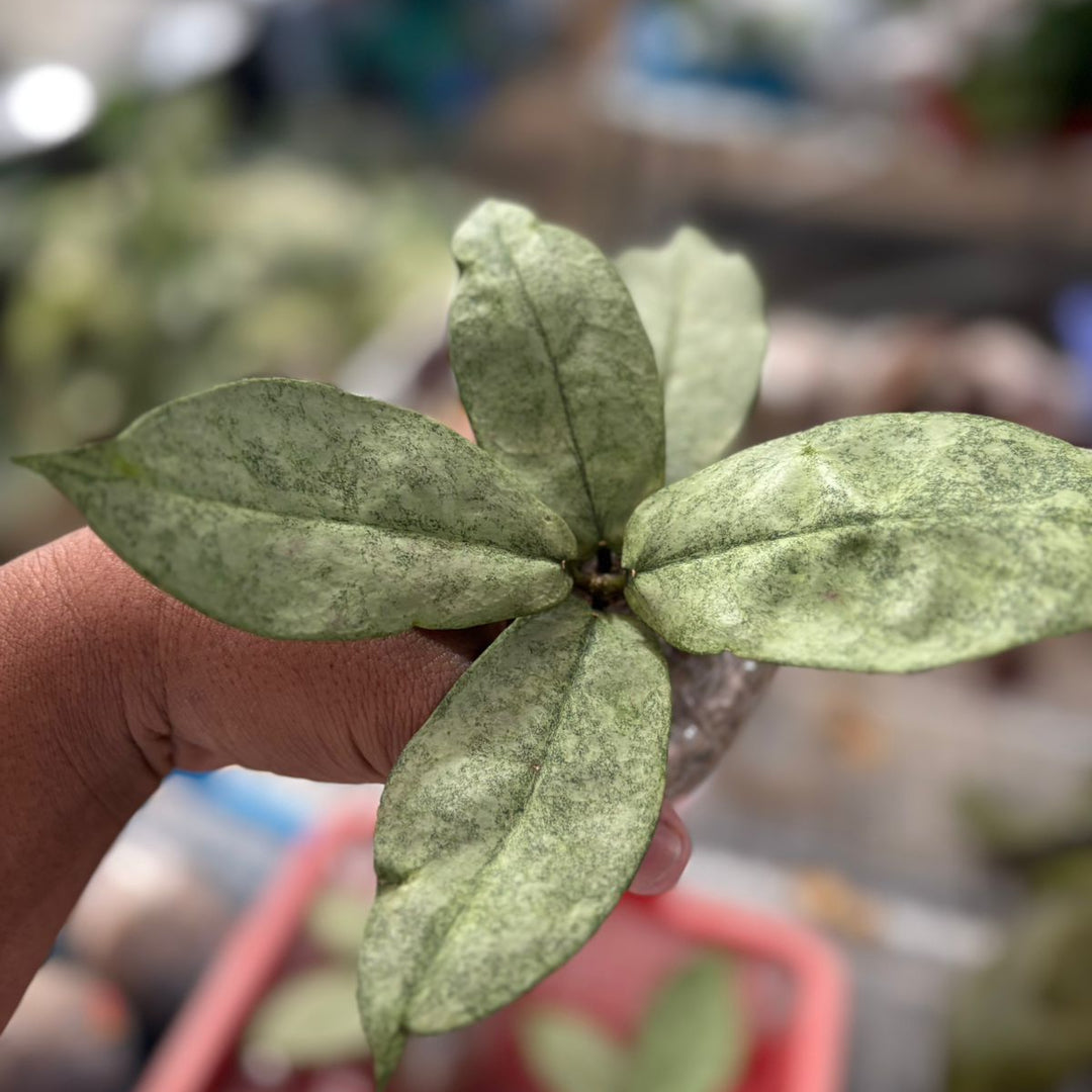 Hoya  mitrata silver kapuas