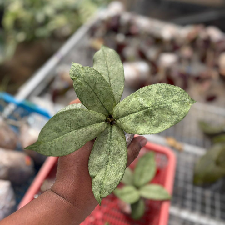 Hoya  mitrata silver kapuas