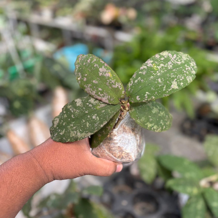 hoya undulata silver