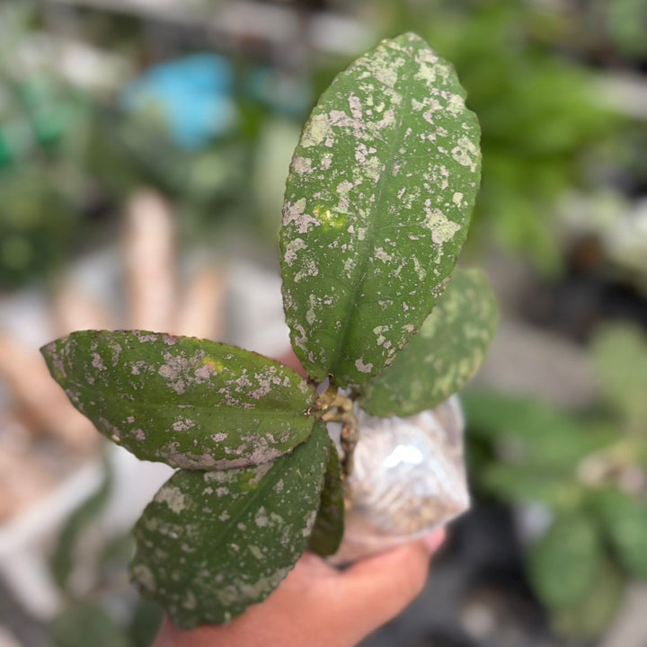 hoya undulata silver