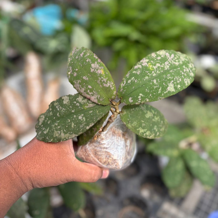 hoya undulata silver