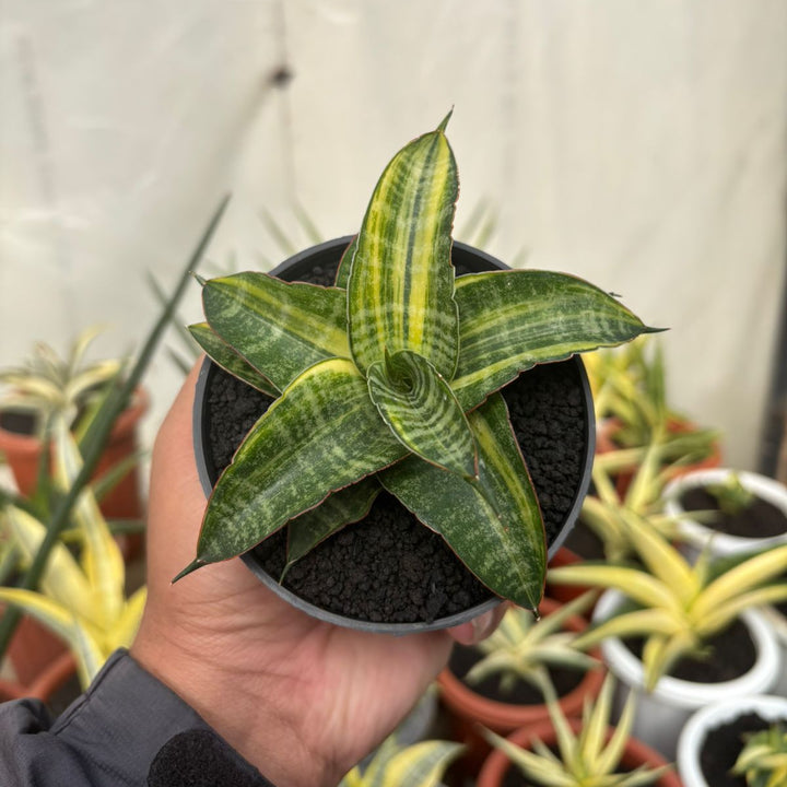 Sansevieria Ariella Variegated