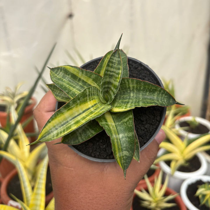 Sansevieria Ariella Variegated