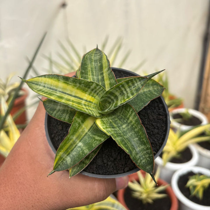 Sansevieria Ariella Variegated
