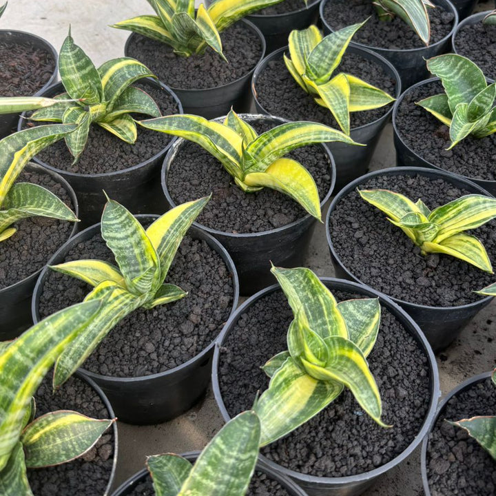 Sansevieria Ariella Variegated
