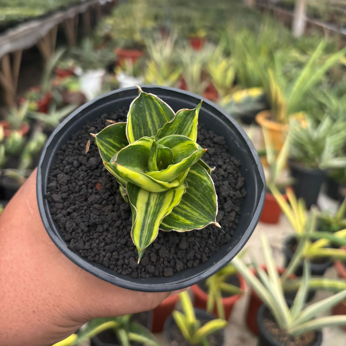 Sansevieria Andaman Variegated – Succulentasia