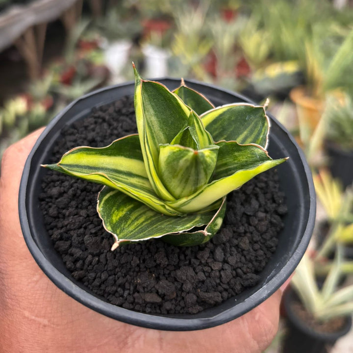 Sansevieria Andaman Variegated