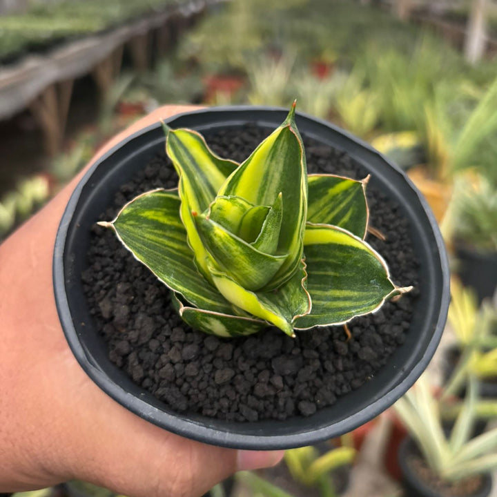 Sansevieria Andaman Variegated