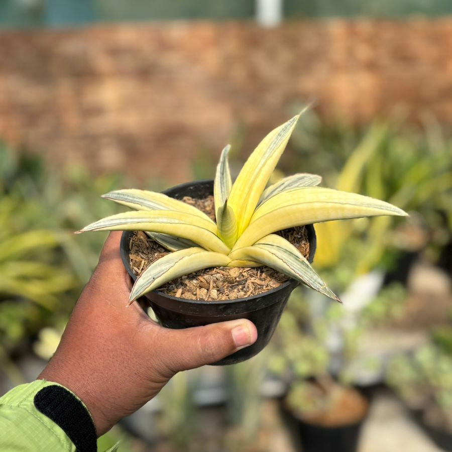 sansevieria gracilis variegated Sansevieria Marshanda variegated