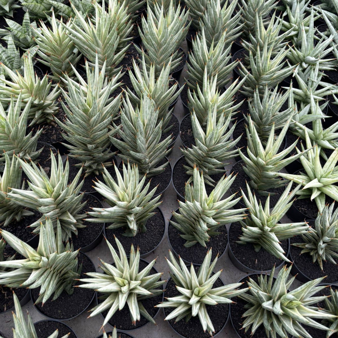 Sansevieria francisi variegated white